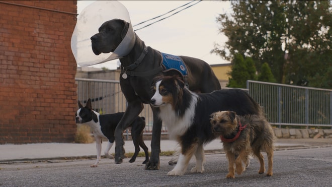 Strays