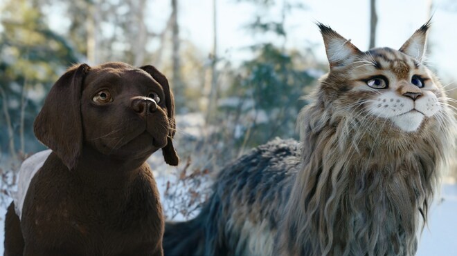 Chien et chat