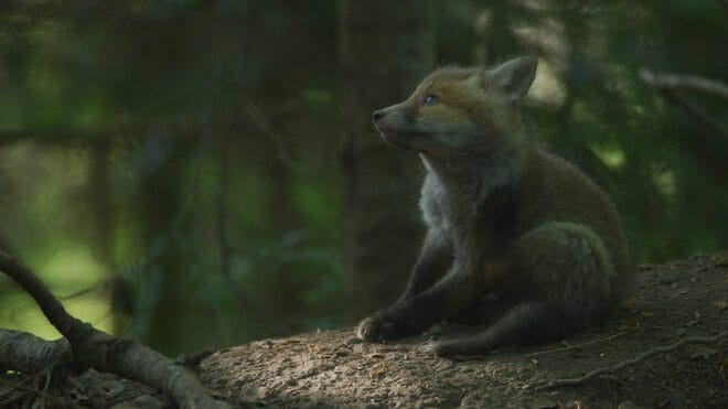 Derborence die Zeit der Tiere